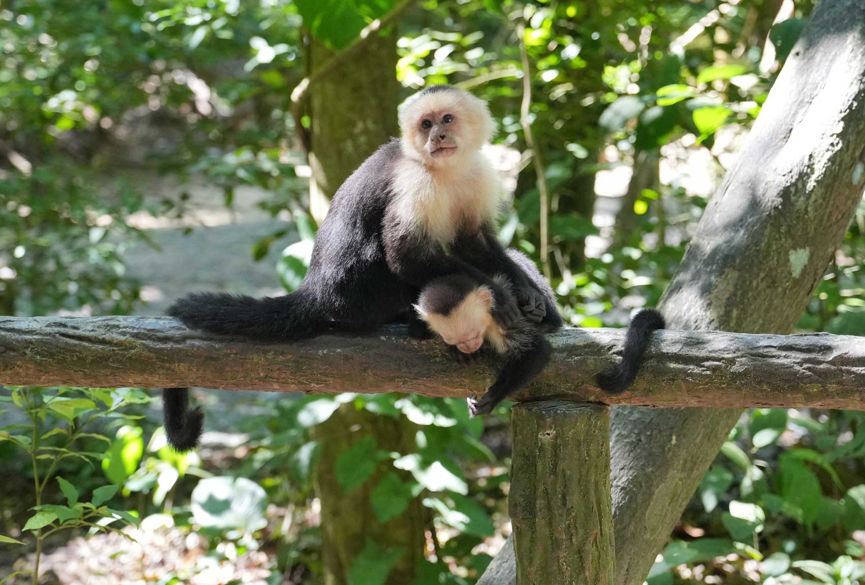 monkey park in roatan