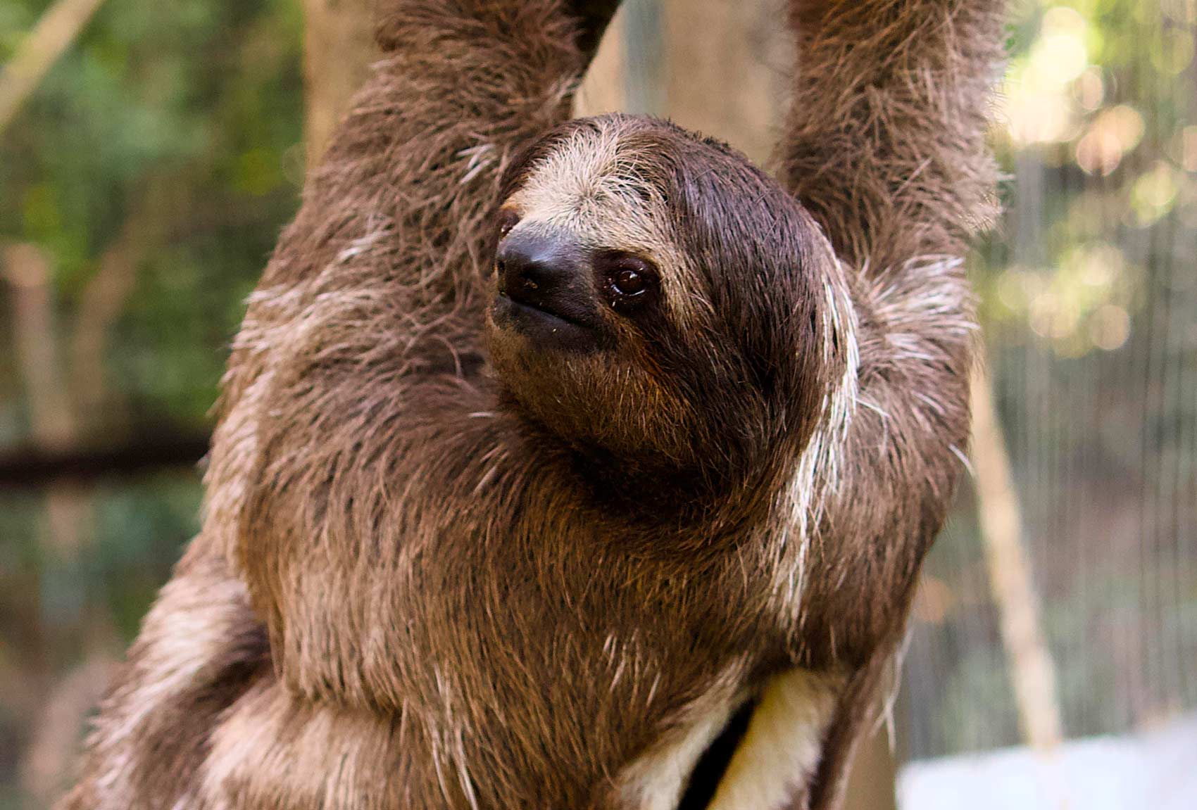Sloth encounters in Roatan